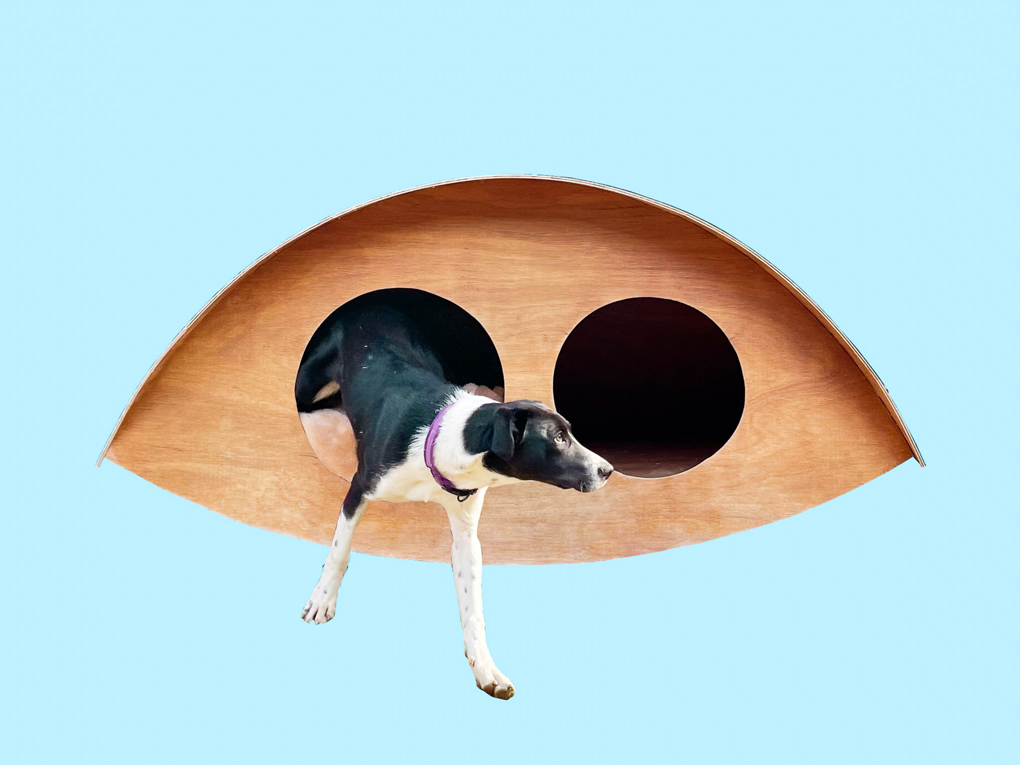 Inu Box